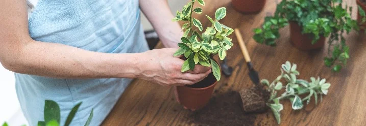 Person topft eine Pflanze mit einer Kelle um.